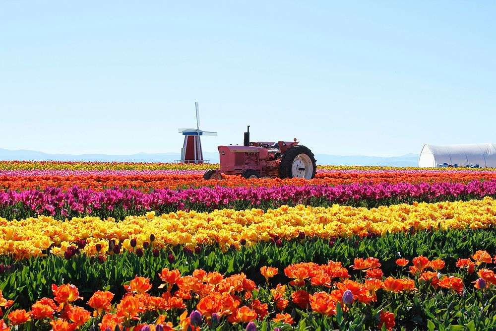 My DutchFlowerFields image
